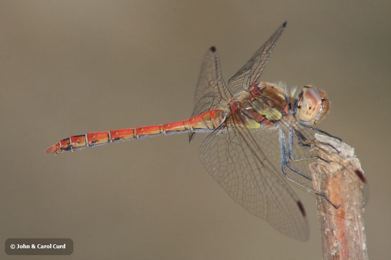 IMG_3272 Sympetrum striolatum male2.JPG